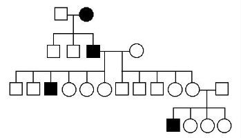 パグ脳炎の家系図