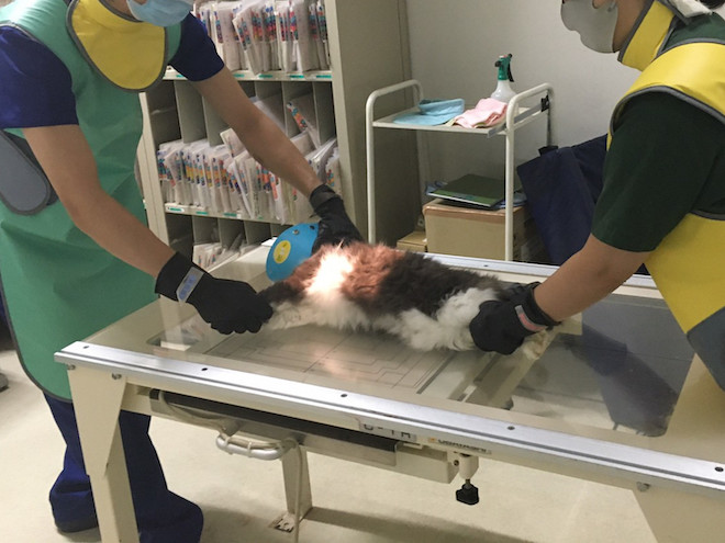 動物看護師の仕事