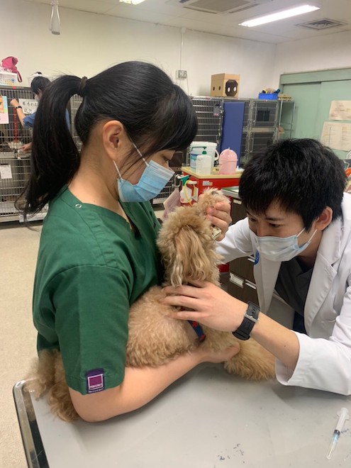 動物看護師の仕事