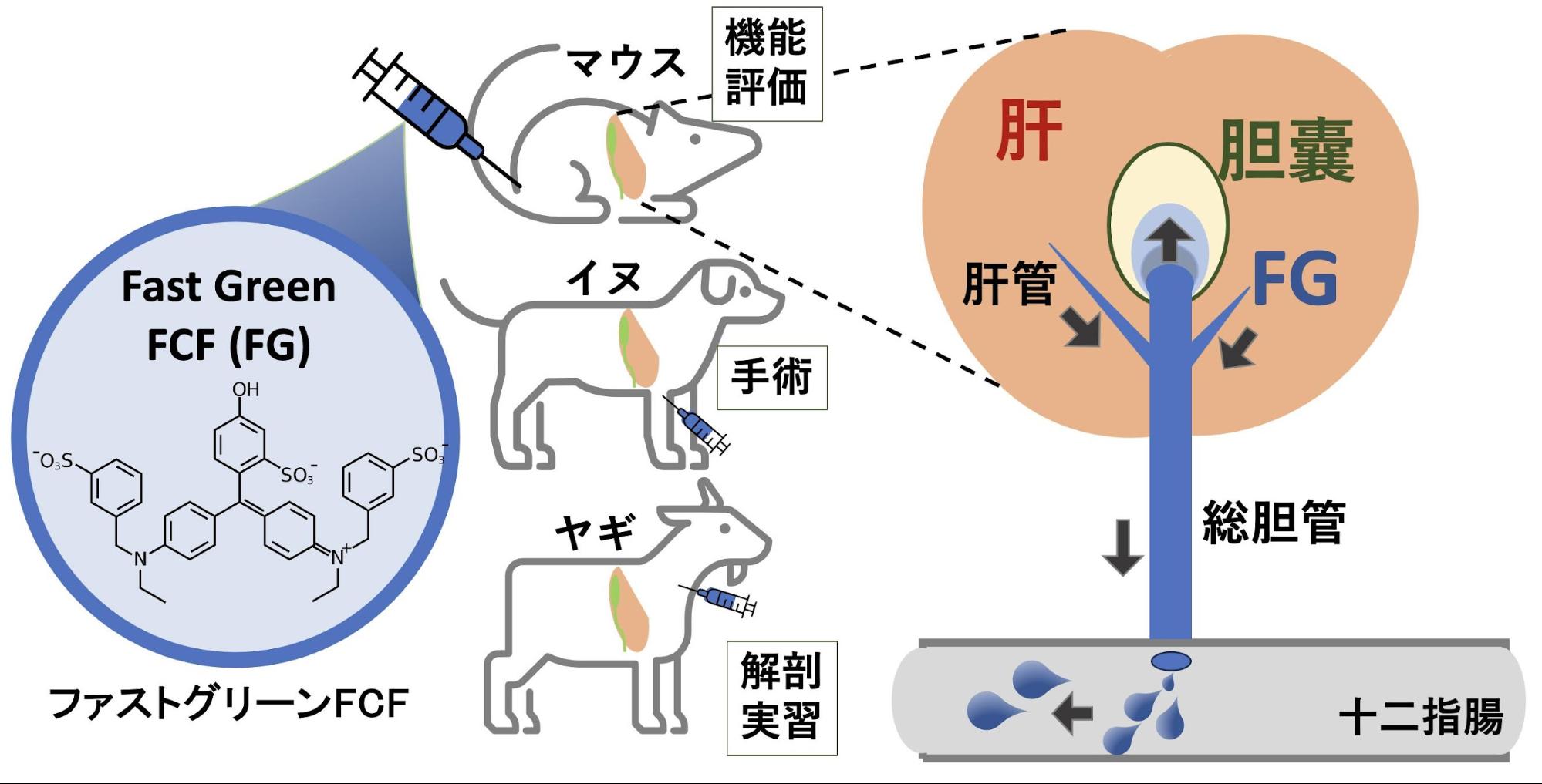 腹部超音波検査 | みかた | 健診センターなかの | 中野胃腸病院