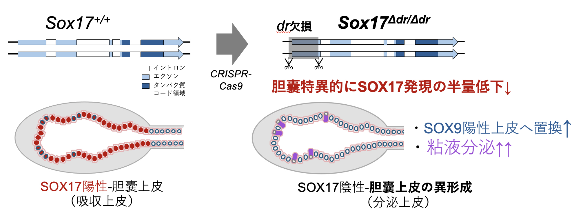 東京大学大学院 農学生命科学研究科 獣医解剖学教室