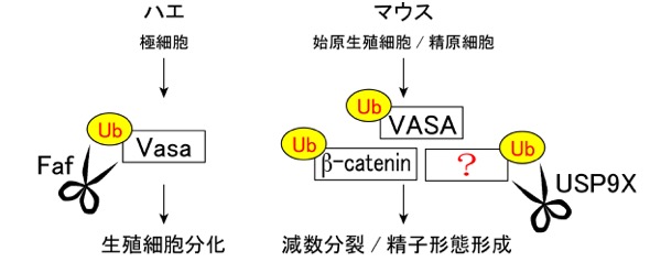 usp9x