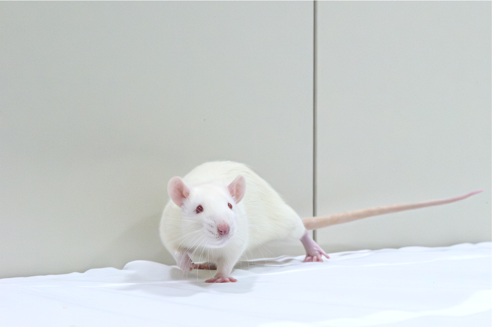 哺乳類におけるケミカルコミュニケーションに関する研究