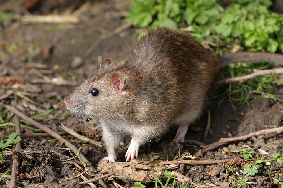 野生ネズミに関する研究