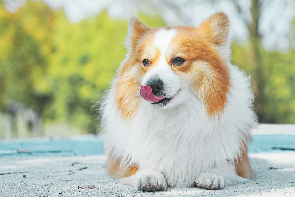 伴侶動物における問題行動の治療法に関する研究