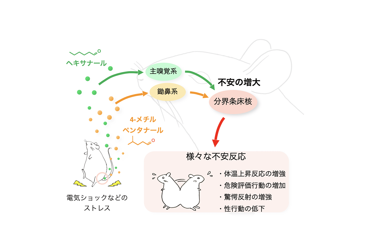 フェロモンの中枢メカニズム解明