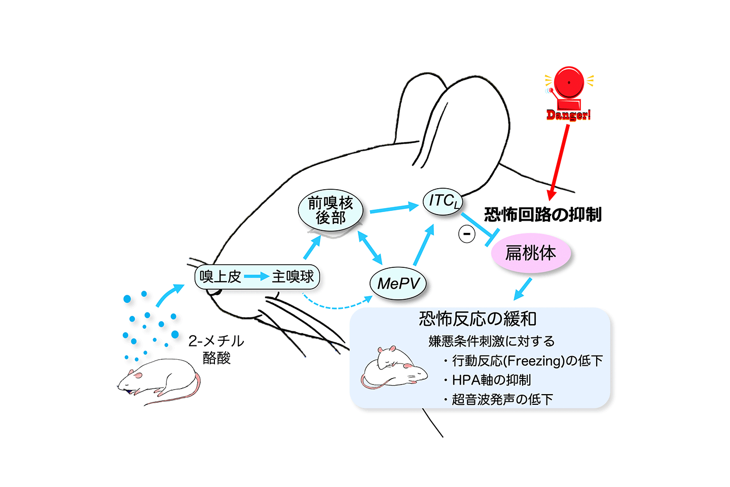 安寧フェロモンの中枢作用メカニズム解明