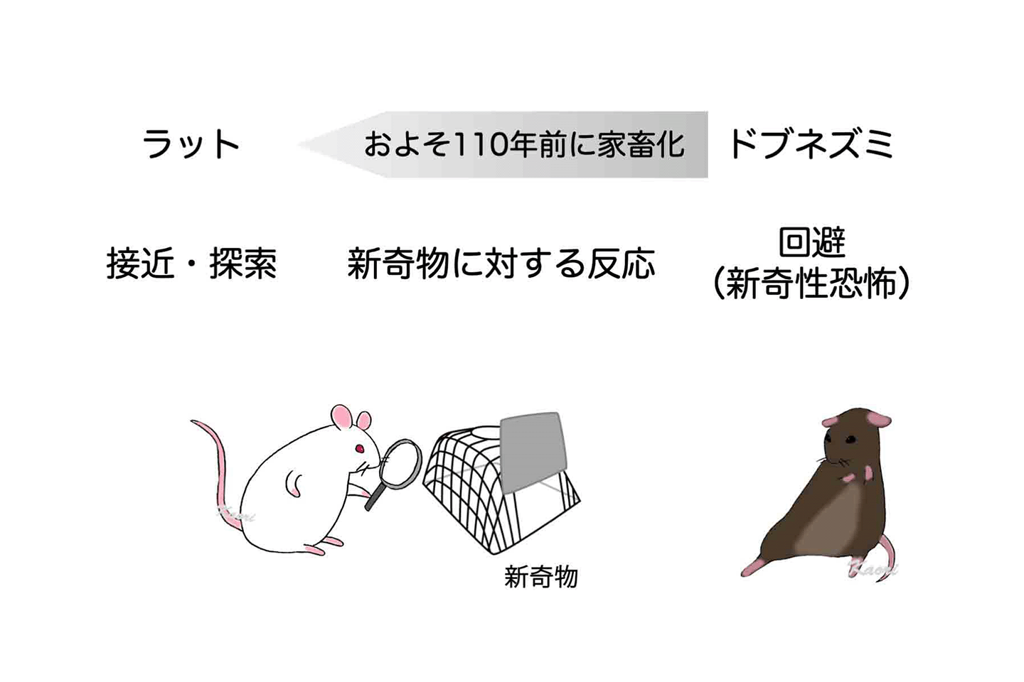 個体レベルの研究