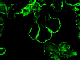 image0004