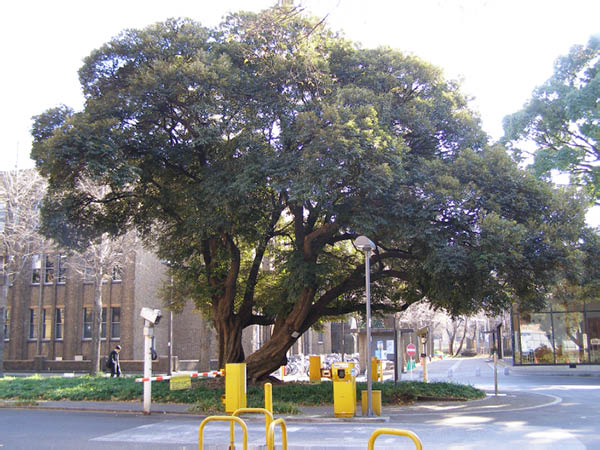 image0009
