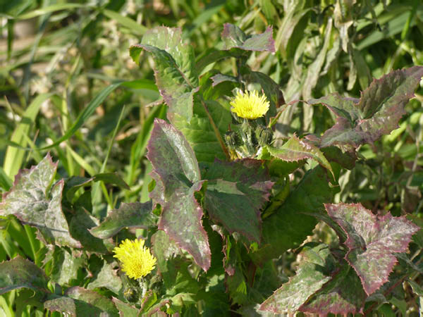 image0015