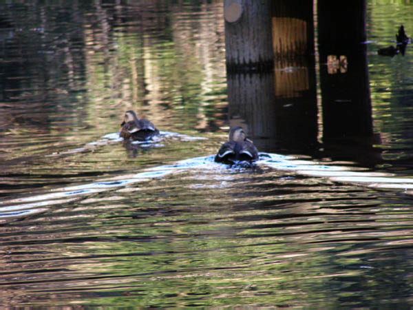image0035