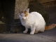 image0024