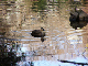 image0034