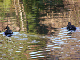 image0036